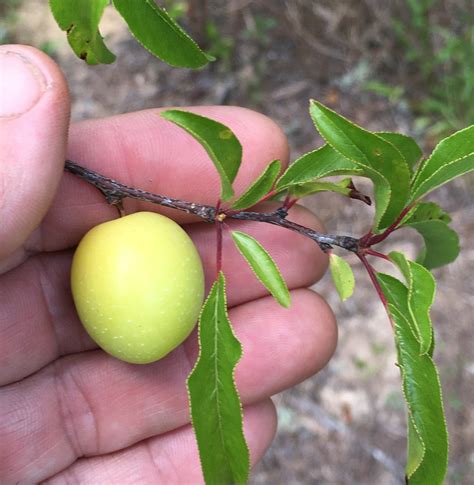 Edible Native Plants for Earth Renewal | Virginia, USA | Plant NOVA Nat