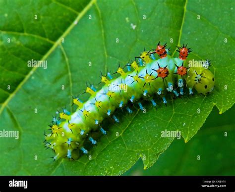 Cecropia Moth Caterpillar