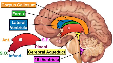 Human Anatomical Model Human Anatomy Ventricles of Brain Stem Brain Anatomy Model Soft PVC ...