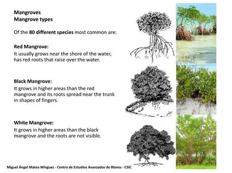 PPT - Mangroves as organic records PowerPoint Presentation, free ...