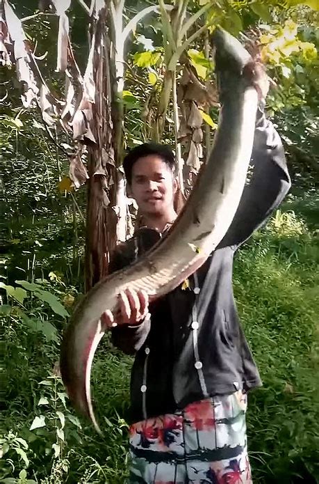 Ang haba! Ang bigat! Giant eel, nahuli sa Misamis Oriental | PEP.ph