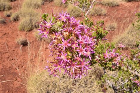 Some plants from the Gibson Desert Nature Reserve