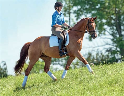 9 Best Cavalletti Exercises | Horse Journals