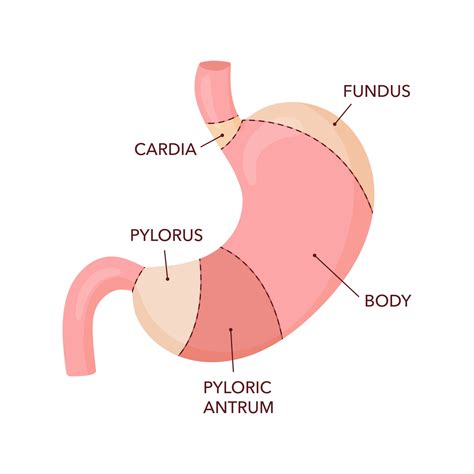 Human stomach anatomy diagram 16069904 Vector Art at Vecteezy