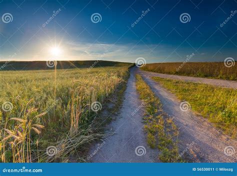 Beautiful Landscape of Sunset Over Corn Field at Summer Stock Image ...