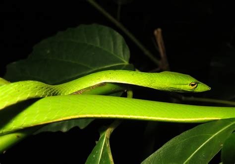 Green Vine Snake (Ahaetulla prasina) - Bali Wildlife