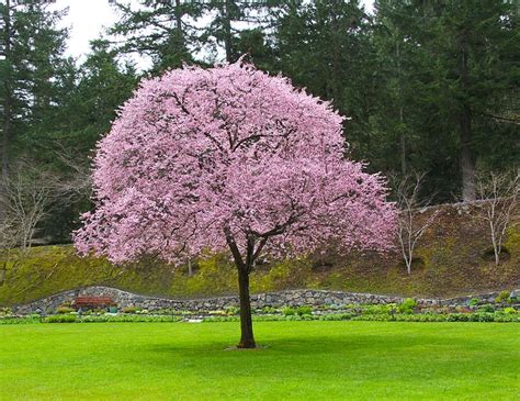 Ornamental Plum Tree | The Great Outdoors | Pinterest