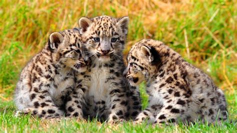 Baby Leopard Wallpapers - Top Free Baby Leopard Backgrounds ...