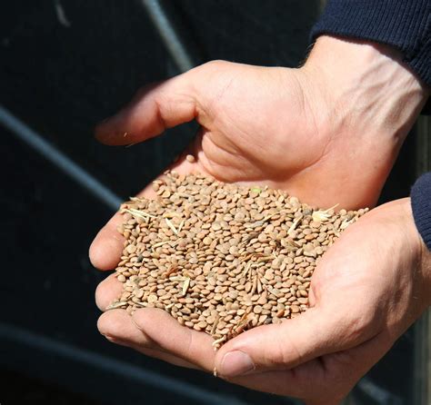 Weighing the Pulse Markets ahead of Seeding – RealAgriculture