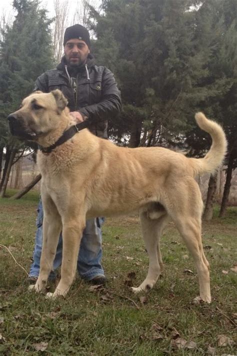 Breed Standard — Boz Shepherd Turkish Boz Shepherd Working Family Protection Dogs | Large dog ...