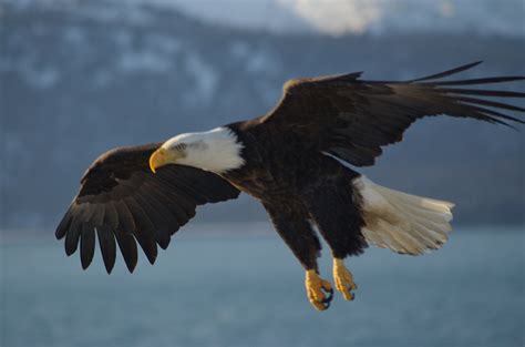 File:Bald Eagle Alaska (10).jpg - Wikimedia Commons