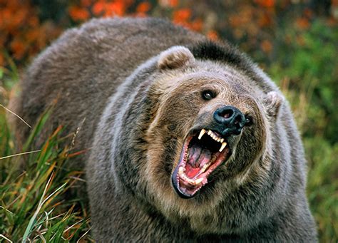 North America’s Top 10 Most Fearsome Predators: Grizzly Bear | North America | Discovery