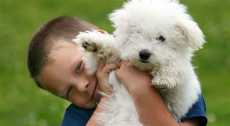 BARCS Adoption Event - Carroll County Ag Center