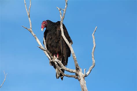 Turkey Vulture Eating