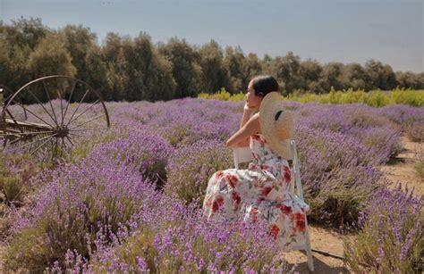 A GUIDE TO THE LAVENDER FESTIVAL BY 123 FARM - inAra By May Pham