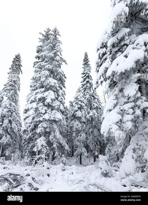 Winter forest snowy taiga. Tops of conifers. Beautiful nature of Russian Siberia. Taiga forest ...