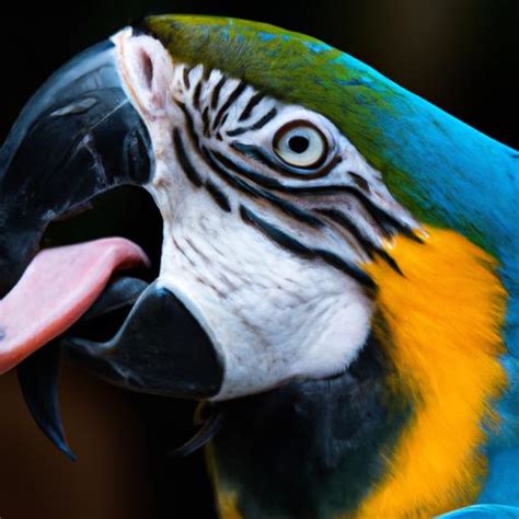 All About Blue Macaws: Discovering the Beauty and Significance of this Majestic Bird