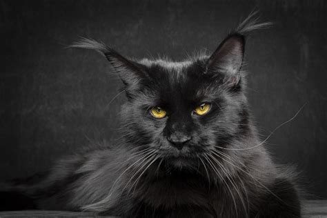 20+ Black Maine Coon Cats Size - Furry Kittens