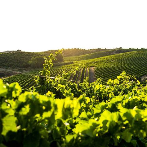 Portugal’s Alentejo region’s best wineries and restaurants