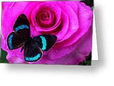 Pink Rose And Black Blue Butterfly Photograph by Garry Gay | Pixels