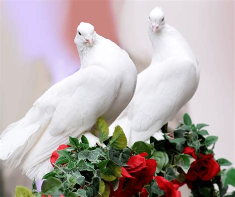 White Dove Spiritual Meaning and Symbolism: Explained