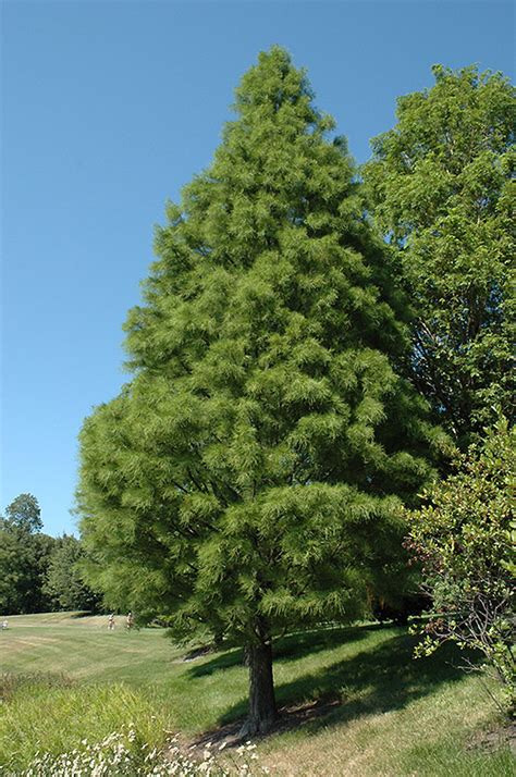 Pond Cypress (Taxodium distichum 'var. nutans') in Longview Kilgore ...