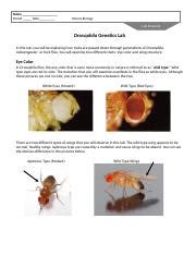 Drosophila Genetics Lab: Exploring Eye Color and Wing Structure ...