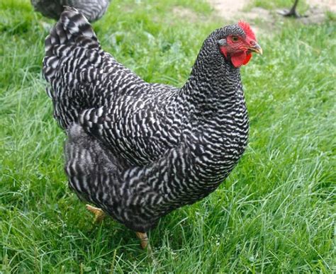 15 Most Famous Heritage Breeds of Chickens | The Poultry Guide