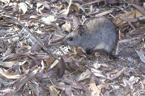 Unique animals of northern Australia