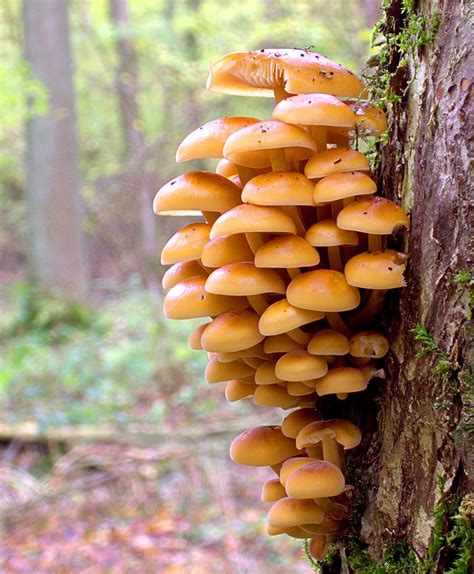 Enokitake Mushroom: Nature's Restaurant: A Complete Wild Food Guide - Fields, Forests & Wetlands ...