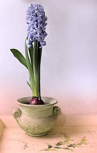 Free photo: summer still-life, garden, outdoors, flowers in pot, summer patio, flower, summer ...