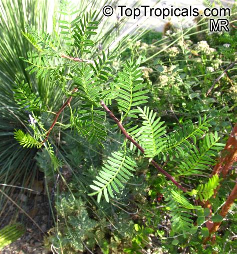 Bursera morelensis, Red Cuajiote - TopTropicals.com