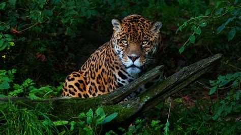 Download Animal Jaguar HD Wallpaper