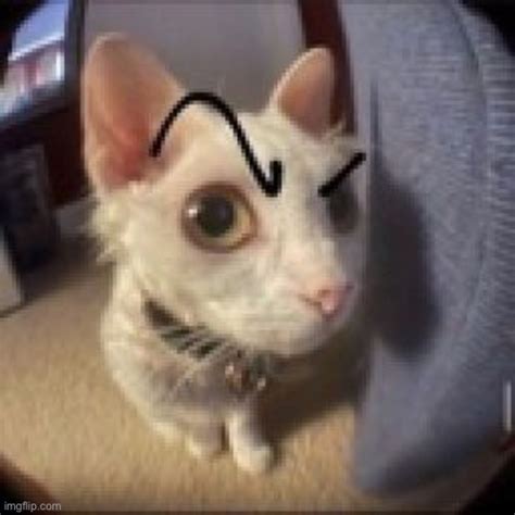 cat raise eyebrow - Imgflip