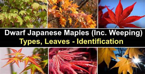 Dwarf Japanese Maples (Including Weeping): Types, Leaves (Pictures)