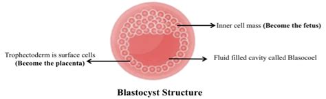 Blastocyst Transfer Centre in Delhi & Delhi NCR - Zeeva Clinic