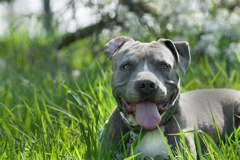 AnimalePierdute | Tot ce trebuie să știi despre Amstaff Blue: De la îngrijire la nutriție