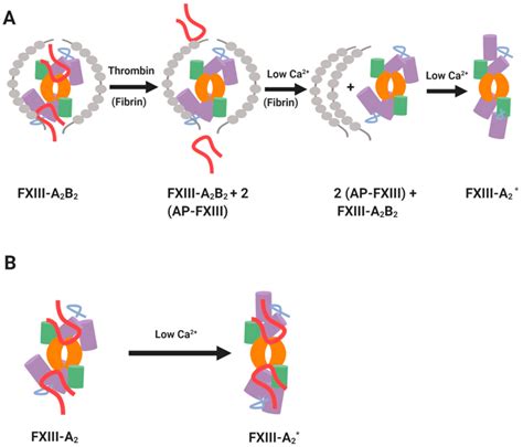 IJMS | Free Full-Text | Factor XIII-A: An Indispensable “Factor” in Haemostasis and Wound Healing