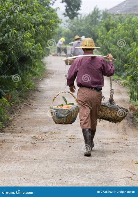 Peach Harvesting III stock image. Image of planting, basket - 2738703