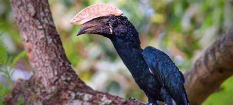 Definitive Guide To Great Hornbill Facts, Habitat, Conservation Status, Zoo Populations ...