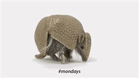 armadillo on Tumblr