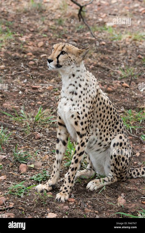 South Africa, Pretoria, De Wildt Shingwedzi Cheetah & Wildlife Preserve ...