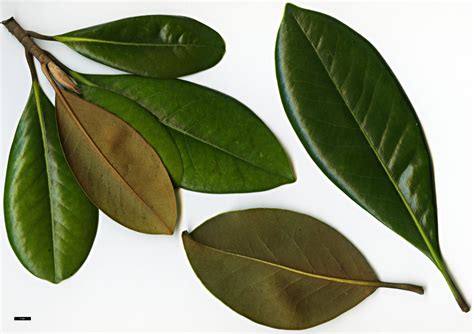 Magnolia Grandiflora Leaves