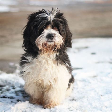 Denny - Tibetan Terrier | Tibetan terrier, Terrier, Tibetan spaniel