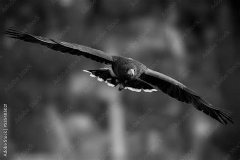 Greyscale of the giant Andean condor spreading his wings and flying high above the sky Stock ...