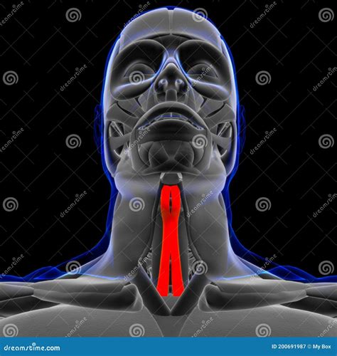 Sternohyoid Muscle Anatomy for Medical Concept 3D Stock Illustration ...