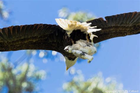 Bay Area bald eagle couple adopt two baby red-tailed hawks.