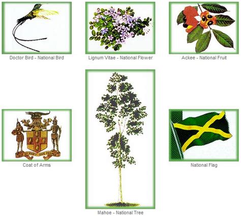 The National Symbols Of Jamaica Jamaica National Jama - vrogue.co