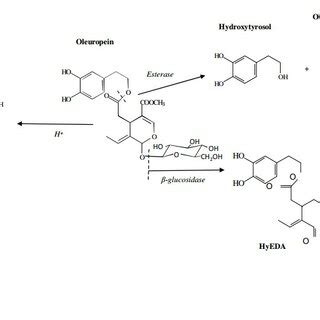 Molecular structure of oleuropein [124]. | Download Scientific Diagram