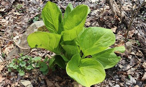 Skunk Cabbage - The True Sign of Spring - Teatown